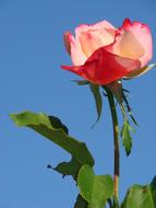 Rose Flower Pink