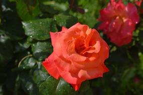 Rose Red Flower