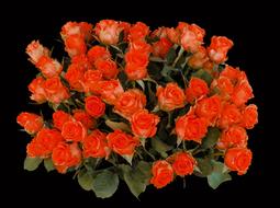 bright orange bouquet of roses on a black background