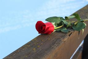 Red Rose On Bridge Fence Love