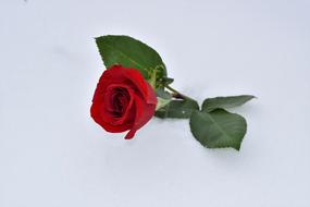 Red Rose In Snow Love Symbol True