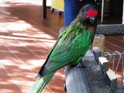 Beautiful Parrot Bird Macaw sitting