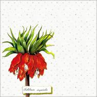 flower background red botanical