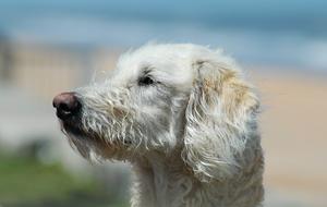 Labradoodle Mix Breed Dog