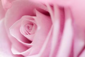 Background Beautiful Blossom