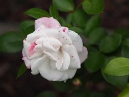 Rose Love flower in garden