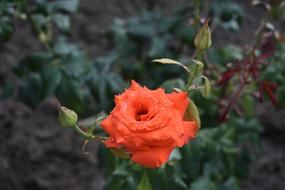 Rose Red Flower