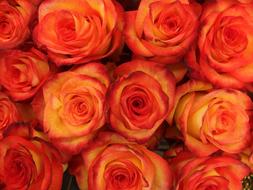 Rose Buds Bloom Bright
