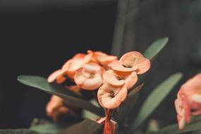 Flower Petal Love