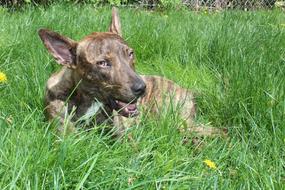 dog with open mouth lies on the grass