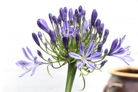 Agapanthus Africanus