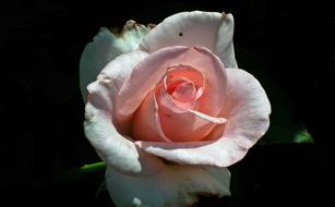 Rose Flower Petal