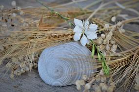 table decoration, shell and dry plants