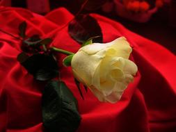 Rose Yellow Blossom