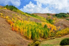 Nature Landscape tree Kackars