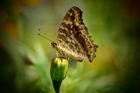 Butterfly Love