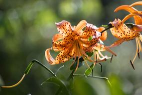 Flower Orange Pistil
