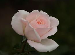 Pink Rose Flower petals gift