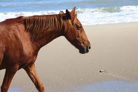 Horse Beach Happiness