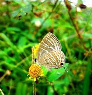 Butterfly Insect Nature