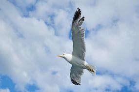 Seagull Bird To Migrate