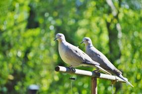 Pigeons Birds Animal