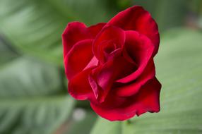 petal Red Rose