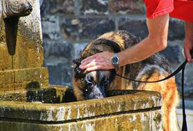 Dog Animal drink water