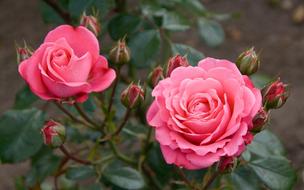 Roses Pink Flowers