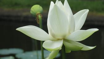 large white decorative lotus bud