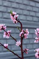Flower Spring Nature