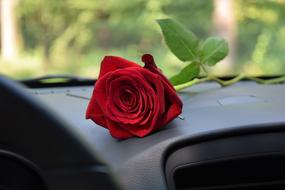 Red Rose On Car Dashboard Love