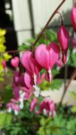 Nature Flower Garden