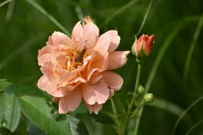 Rose Peach Flower