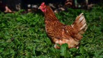 Chicken Hen Poultry bird