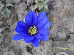 Flower Nature Plant