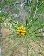 Natural yellow Plant