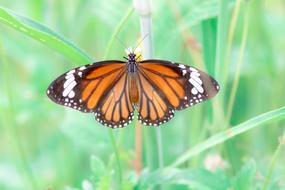 Butterfly Worms Love The Tiger