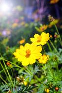 Flower Grass Nature