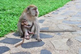 Monkey Wild Animals on pavement