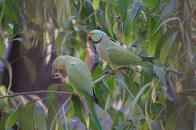 Close-up of the couple of colorful and beautiful, cute birds on the plant with leaves