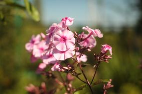 Flower Nature Plant