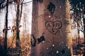 Heart Love Tree