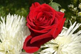 red Flower Nature Flora