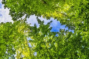 Canopy Green Leaves