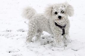 Animal Dog at Snowy weather