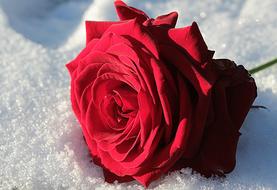 Rose Red Flower