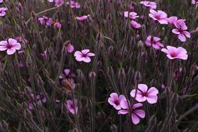 Flowers Purple Flower