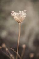 Flower Nature Plant