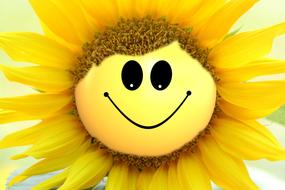 sunflower flower smiley smile